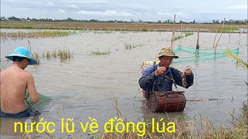 chú 6 xiệt chuột ếch đồng vô mánh mùa nước lũ đã về đồng lúa miền tây