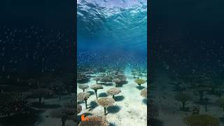 Amazing Nature Coral Forest #Short #Travel