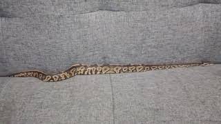 Ballpyton 1meter