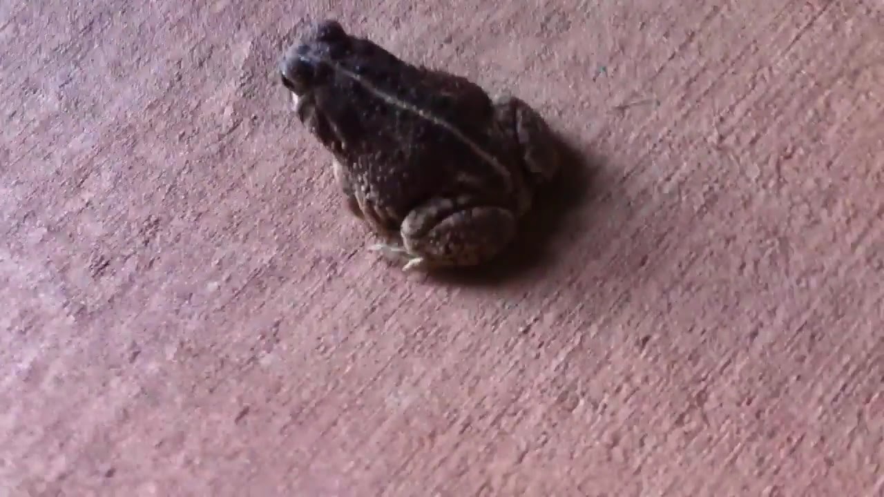 frog-pees-its-self-youtube