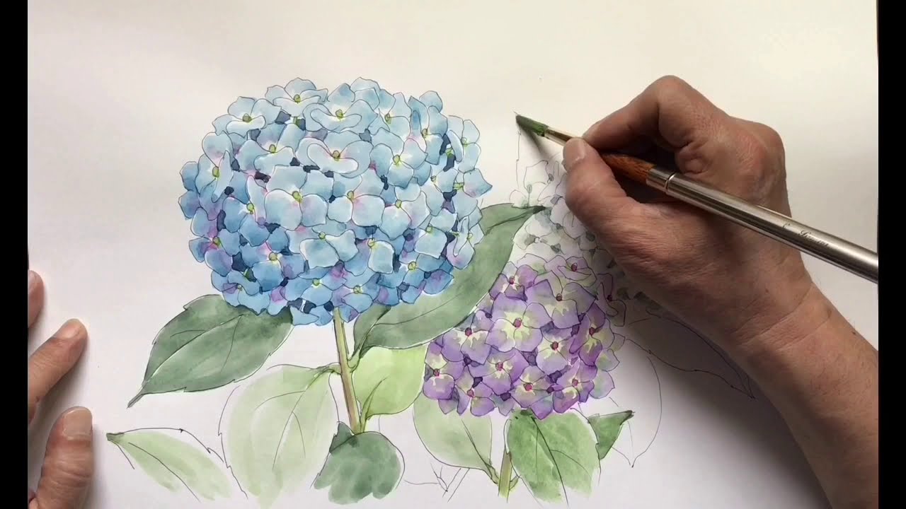 紫陽花（水彩画）