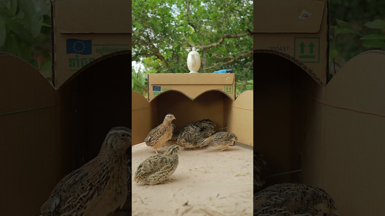 Best Bird Trap Technique - Amazing Quail Trap 