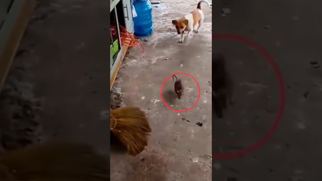 Dog VS rat 