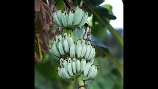 Tasting Our Arizona Grown Ice Cream Banana Blue Java