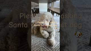 Stop asking perfect dog #funny #dog #pyredoodle #viralvideo