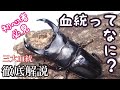 オオクワガタ三大血統とギネスの歴史　血統について語ってみた【クワガタ飼育】