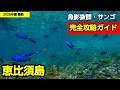 【2026年最新】恵比須島シュノーケリング完全攻略ガイド!駐車場・バス・ポイントマップ&超広角ワイド水中映像【伊豆下田】