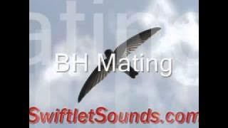 Swiftle Sound - BH Mating External Sound