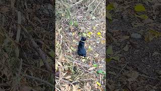 Pusang Itim, Natagpuang May Toyo