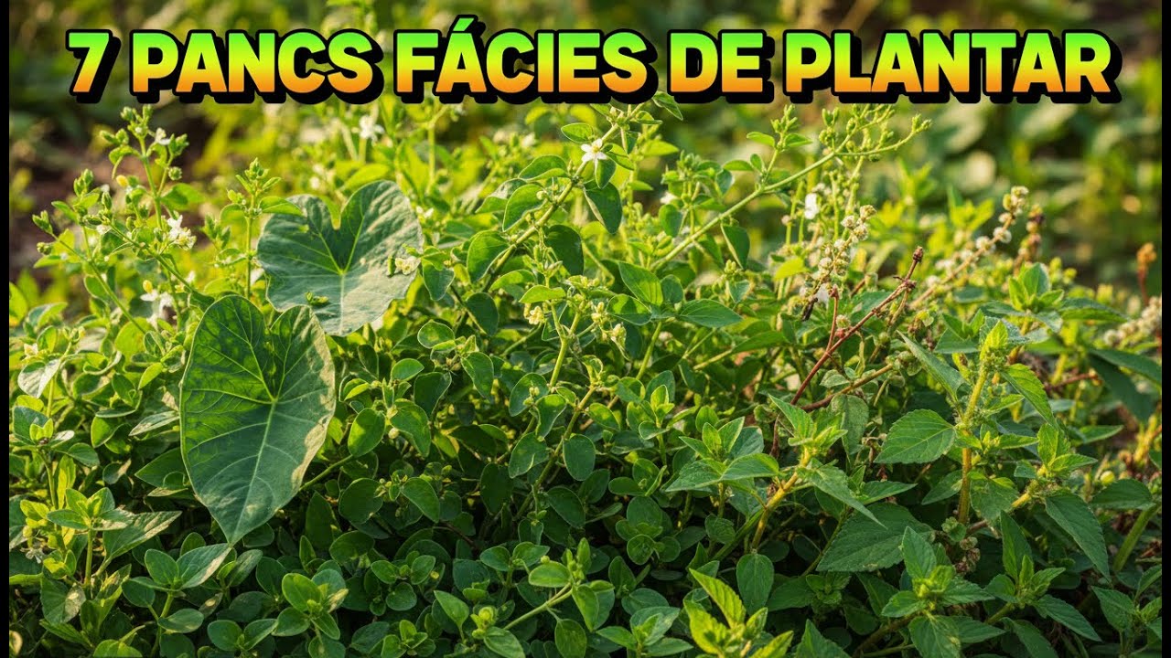 7 PANCs Fáceis de Plantar e Comer: Ora-pro-nóbis, Taioba, Beldroega, Jambu e Mais (Guia Prático)