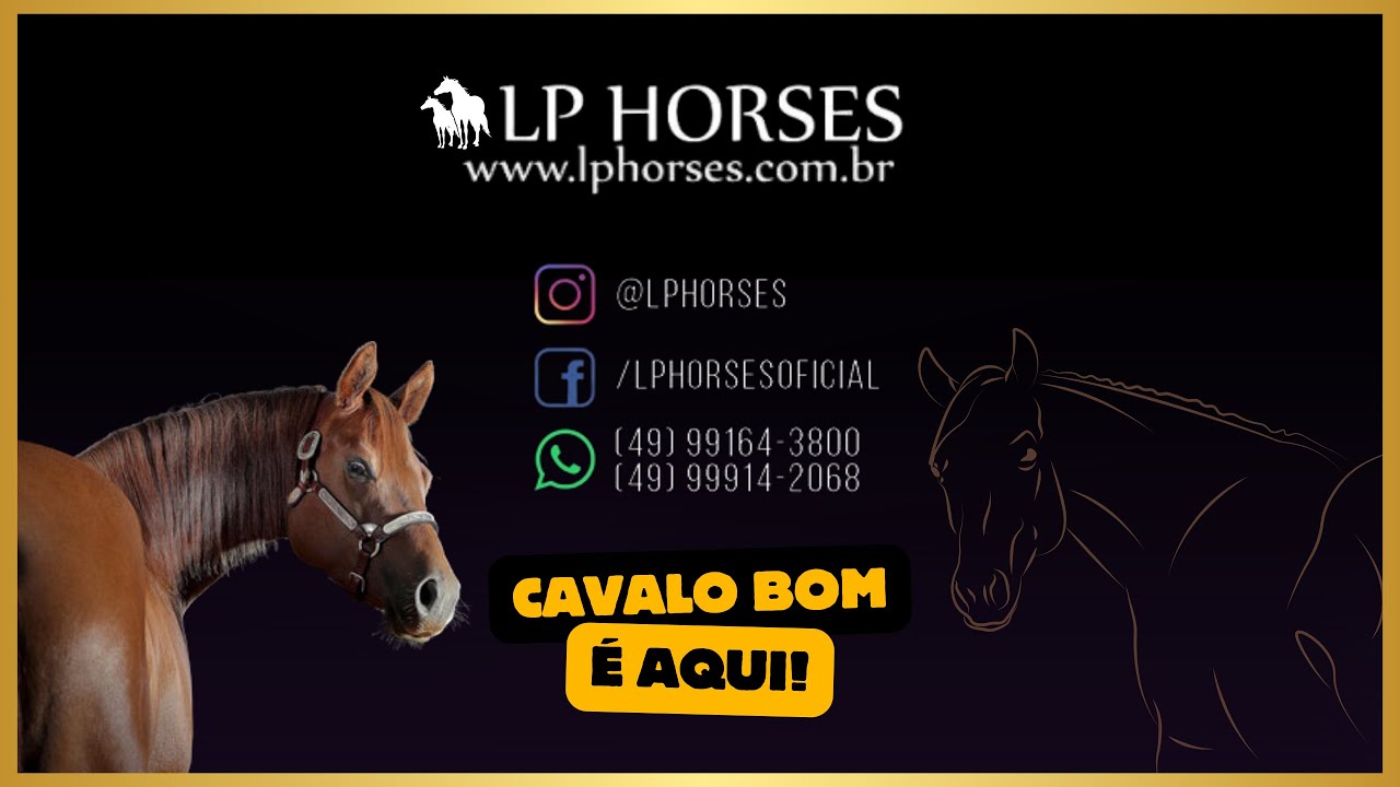 ZAP LITTLE LENA - LP Horses
