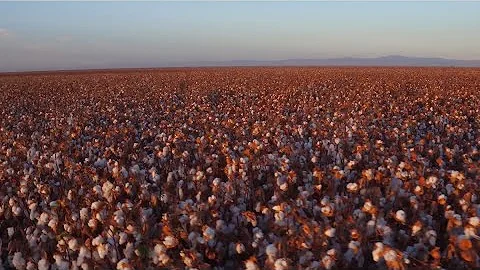 Supima 101: Traceability