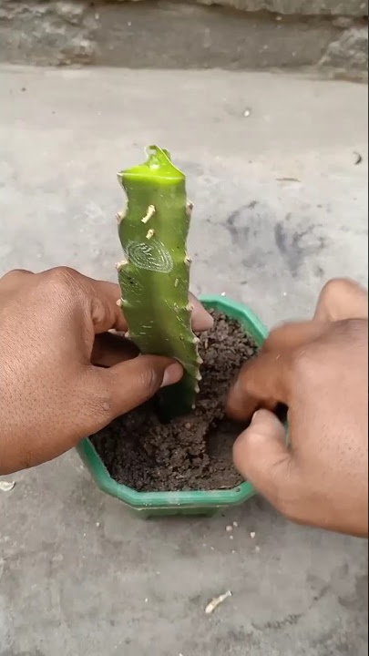 How To Grow Dragon Fruit Plants from cutting.easiest way to grow dragon from cutting.