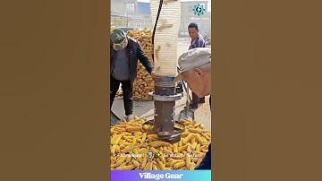 Corn Cob Hoover 9000! Watching This Machine Work is Mesmerizing! ✨ #oddlysatisfying #corn #farming