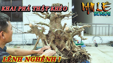 Nam Lê khai phá xử lý 1 cốt tán tầng rất nhiều dữ liệu, lọc kỹ để thành cốt quý | NamLe Bonsai