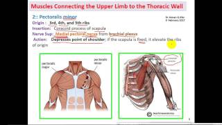 anatomy   dr  Ayman  -- Upper limb Muscles (1) -- Thoracic, Vertebral, Scapular تشريح