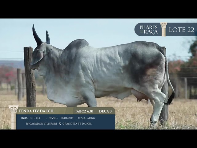 LOTE 22   ICIL 944   Tenda FIV da ICIL