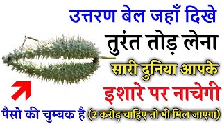 जहाँ मिले ये उत्तरण बेल तोड़ लेना,बहुत फायदा मिलेगा | Desi totke ||
