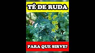 🌿Té de RUDA: el secreto que las abuelas conocían!💫