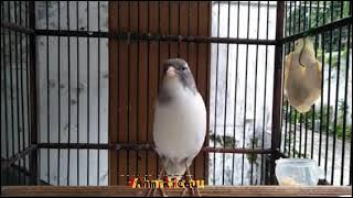 Kenari AF Panda baru belajar ngeriwik kasar buat pancingan kenari paud