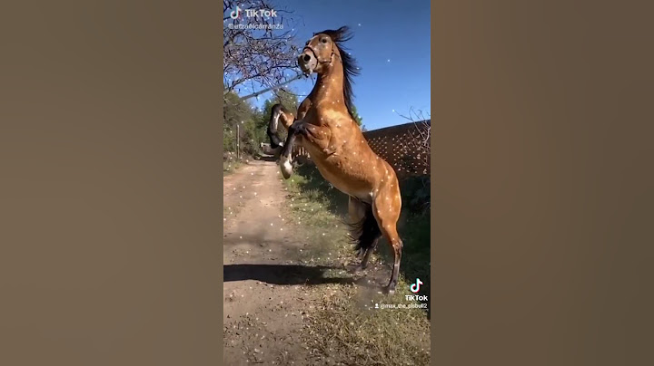EDITS DE CABALLOS #1