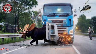 99 Brutal Collisions Caught On Camera 2025 | Invasive Species Accidents | Idiots in Cars