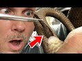 MUMMIFIED BABY REMOVED FROM SNAKE! CRAZY!! | BRIAN BARCZYK