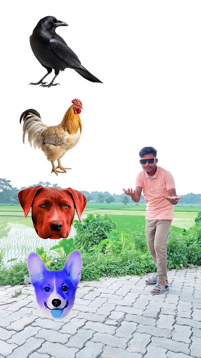Crow, hen, parrot, bird & pigeon from head - Funny vfx magic 😃
