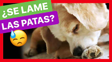 ¿Por qué los perros se lamen las patas y luego se limpian la cara?