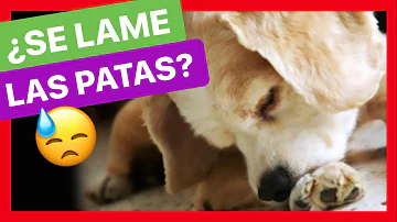 ¿Por qué los perros se lamen las patas y luego se frotan los ojos?
