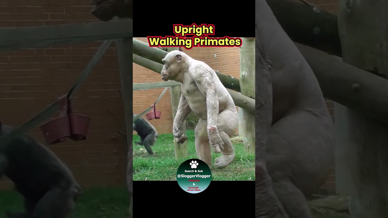 Upright Walking Primates 