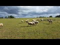 Moutons bio ferme biologique de normandie