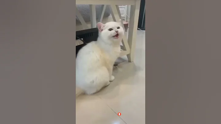 Watch the video about Cat shorts funny sound | Secrets of Funny Cat Shorts #funnycats #shortsvideo #pet