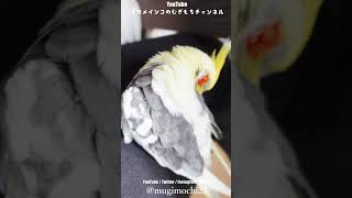 人間を人間と理解してるのかな？もふもふオカメインコのむぎ様おもち様　#shorts  #fyp ｜cockatiel｜Parakeet｜Parrot｜Healing video｜