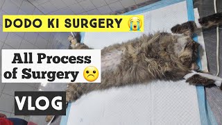 My Cat's Spaying Surgery | Procedure of Cat Spaying Surgery