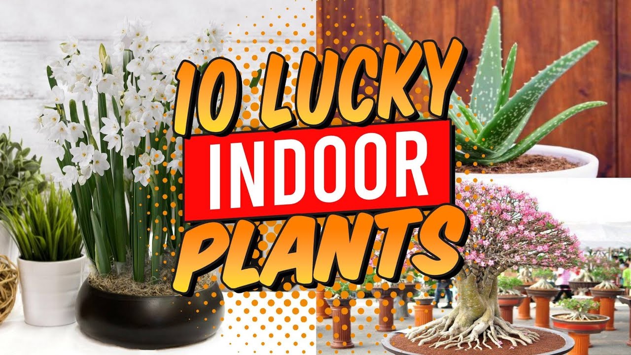 10 Lucky Indoor Plants for Home YouTube