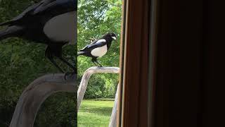 Magpie, Pica pica came to help us with Spring cleaning.