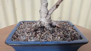 Silver Birch Betula pendula Shohin bonsai from tube stock.