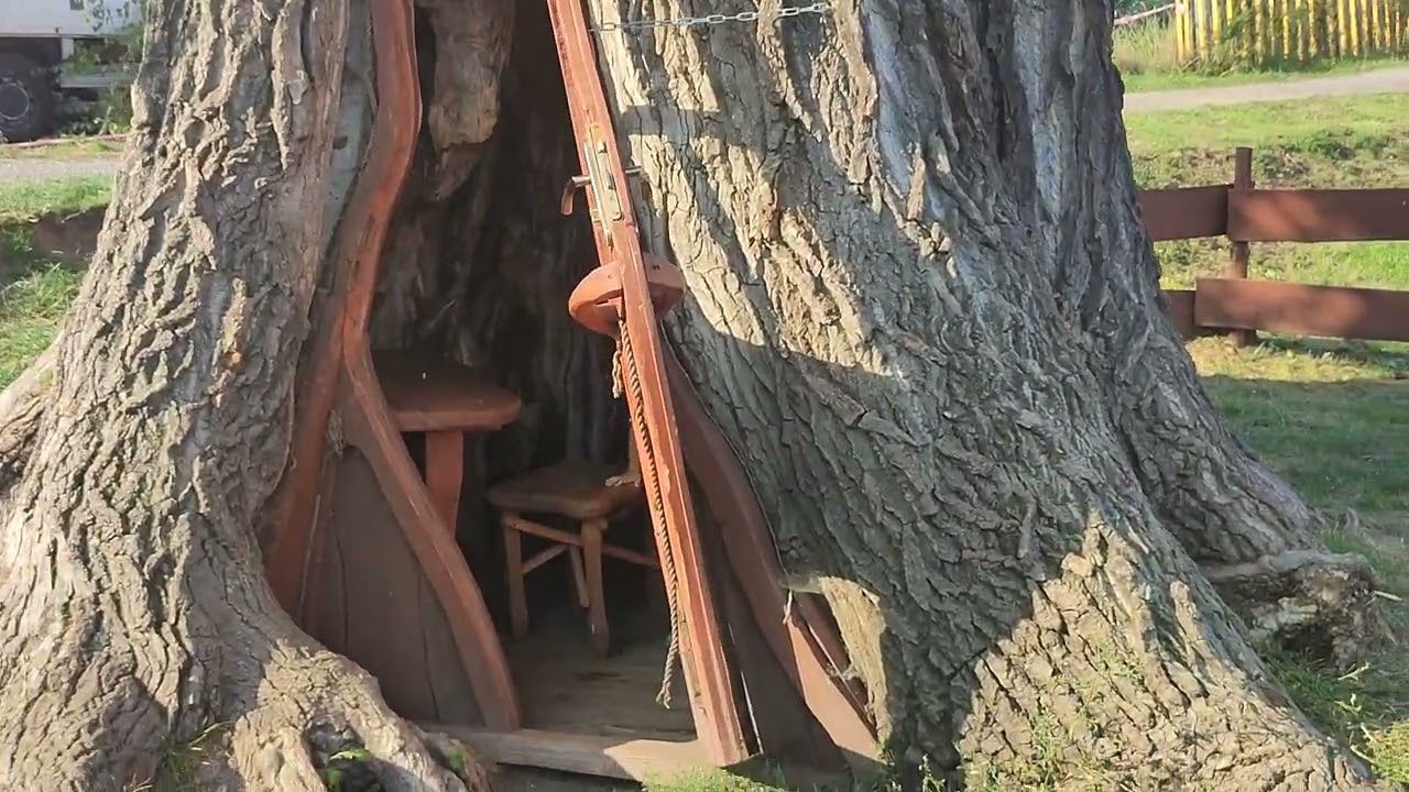 Topola ,,TEKLA'' Pomnik przyrody, Chudów 🌲🙂 - YouTube