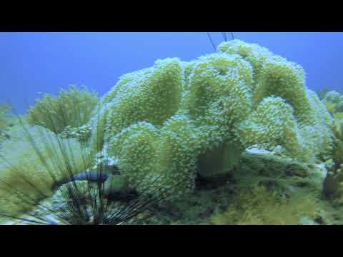 Malapascua dive  deep slope