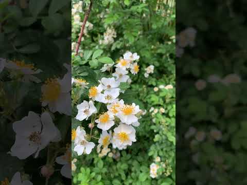 Rosa filipes "Kiftskate" in flower