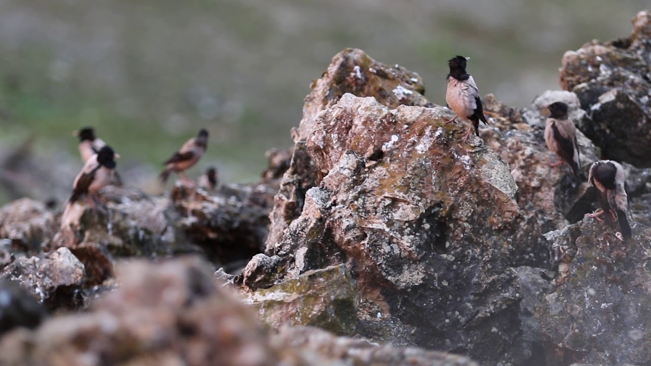 Rose-coloured Starling colony in Romania 2018