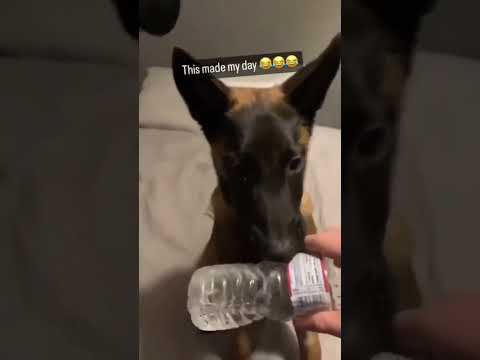 Dogs being idiot part 64 #funnydog #funnypet #cutedog #dog #pets