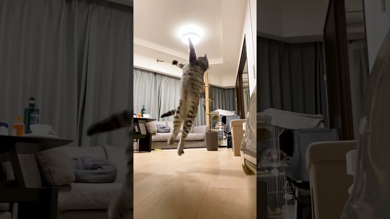 飛ぼうと思えば飛べる猫🚀 