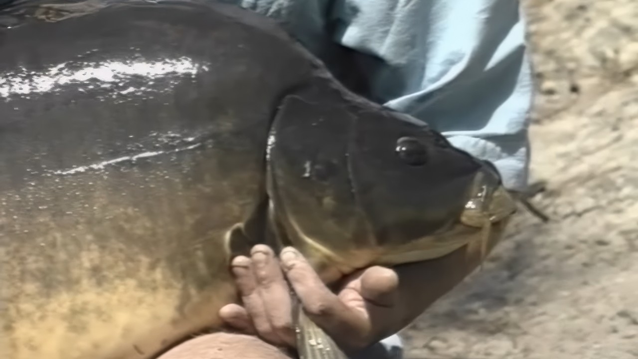 Гиперактивное придирание!