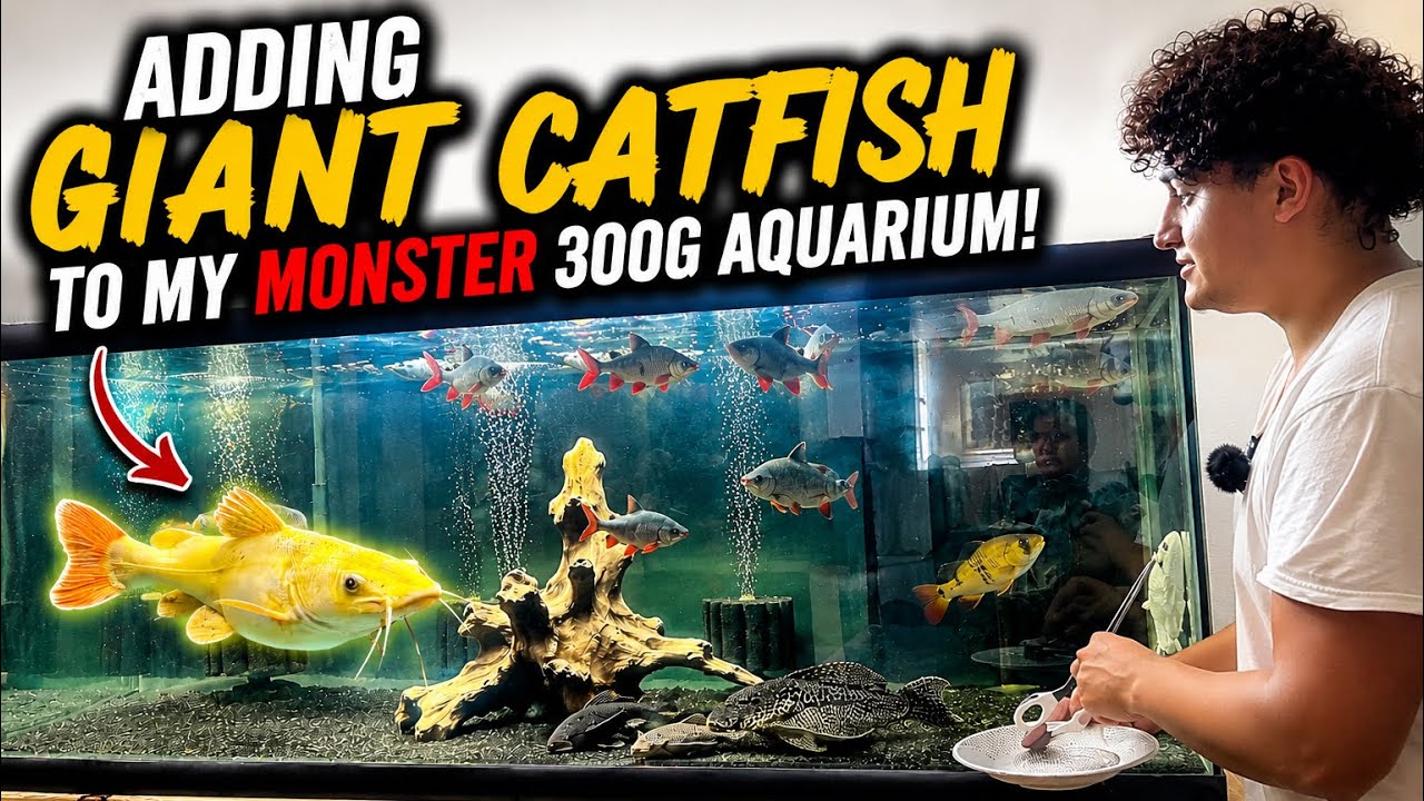Adding GIANT CATFISH To My MONSTER 300G Aquarium!