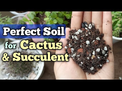 וִידֵאוֹ: What Is Cactus Mix: How To Make Soil for Cactus for Plants Indoor