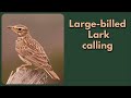 LARGE BILLED LARK Songs 