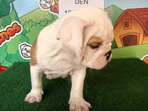 English bulldog For Sale - Den - http://www.bullcanes.net - ceo@bullcanes.net puppy paradise
