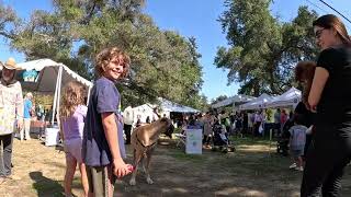 Cash 2.0 Great Dane at the P-22 Day Festival 2023 in Griffith Park (5 of 6)